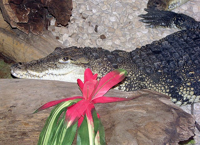 Crocodylus moreletii - Wikipedia, la enciclopedia libre