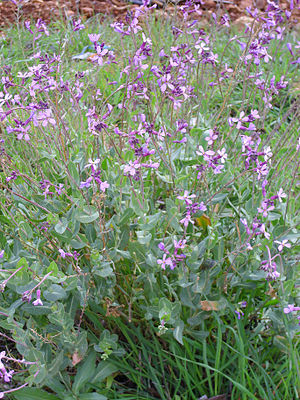 Moricandia arvensis Habitus 2013-2-24 SierraMadrona.jpg