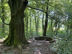 Kaiserbecken - Kaiserbuche