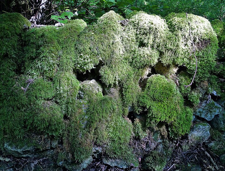 File:Moss covered stone wall in Cressbrook Dale - geograph.org.uk - 6237571.jpg