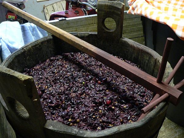 Grapes being pressed to create must