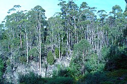 Эвкалиптовый лес на восточном склоне горы Веллингтон
