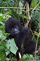 Virunga National Park