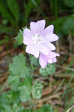 Musk Mallow (Malva moschata)