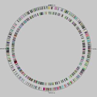 <span class="mw-page-title-main">Genome evolution</span> Process by which a genome changes in structure or size over time