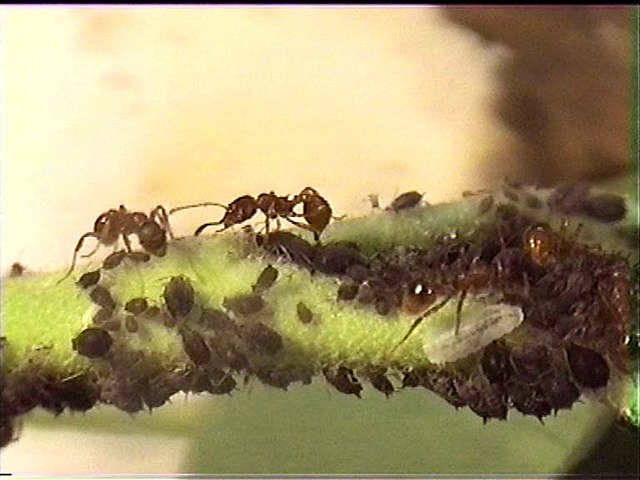 Hormigas para Gel Hormigueros - Obreras Myrmica