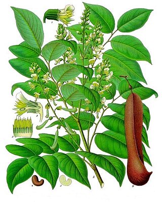 <i>Myroxylon balsamum</i> Species of legume