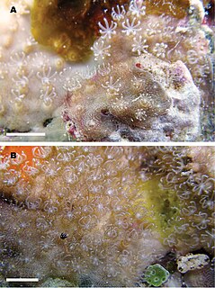 Lithotelestidae Family of corals