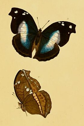 Ilustração da fêmea de N. jucunda[1], vista superior (acima) e inferior (abaixo); extraída da obra Sammlung exotischer Schmetterlinge (1806), com sua descrição original.