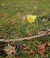 * Nomination Wild growing daffodils i a city park in Vitoria-Gasteiz, Basque Country, Spain --Basotxerri 19:26, 17 January 2016 (UTC) * Decline Would work better with a tighter crop on the daffodil --Daniel Case 01:18, 24 January 2016 (UTC)