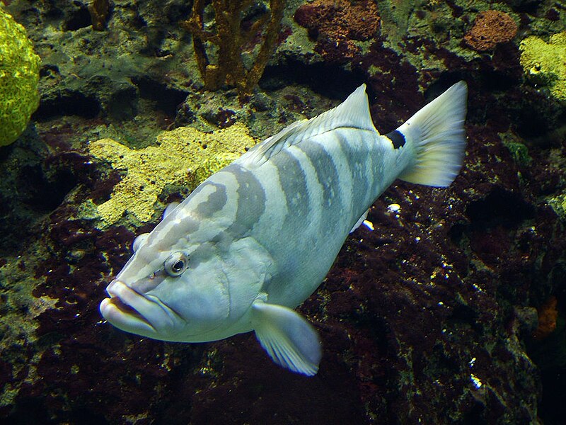 File:Nassau grouper in Blijdorp Zoo.jpg