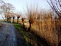 Nationaal Park De Alde Feanen, knotwilgen in de alde feanen.