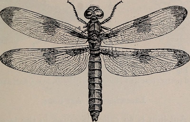 File:Natural history of animals; (1895) (14782735805).jpg