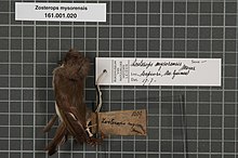 Naturalis биоалуантүрлілік орталығы - RMNH.AVES.133407 1 - Zosterops mysorensis Meyer, 1874 - Zosteropidae - құстардың терісі numimen.jpeg