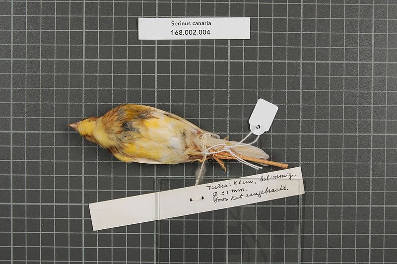 File:Naturalis Biodiversity Center - RMNH.AVES.160476 3 - Serinus canaria (Linnaeus, 1758) - Fringillidae - bird skin specimen.jpeg