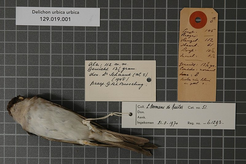 File:Naturalis Biodiversity Center - RMNH.AVES.61293 2 - Delichon urbica urbica (Linnaeus, 1758) - Hirundinidae - bird skin specimen.jpeg