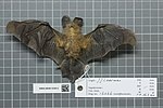 Thumbnail for Bates's slit-faced bat