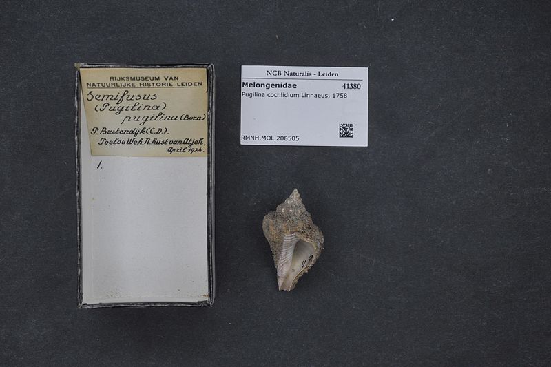 File:Naturalis Biodiversity Center - RMNH.MOL.208505 - Pugilina cochlidium (Linnaeus, 1758) - Melongenidae - Mollusc shell.jpeg