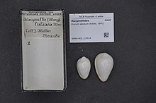 Naturalis bioxilma-xillik markazi - RMNH.MOL.215914 - Prunum labiatum (Kiener, 1841) - Marginellidae - Mollusc shell.jpeg