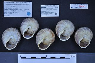 <i>Codringtonia gittenbergeri</i> Species of gastropod