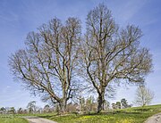 2 Linden am Baunachweg