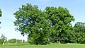 Deutsch: Naturdenkmal Glonn 7 „Zinneberger Eichen“, Landkreis Ebersberg, Bayern