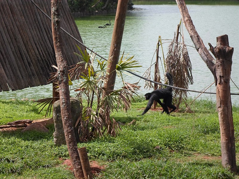 File:Natureza especial no seu modo de ser.JPG