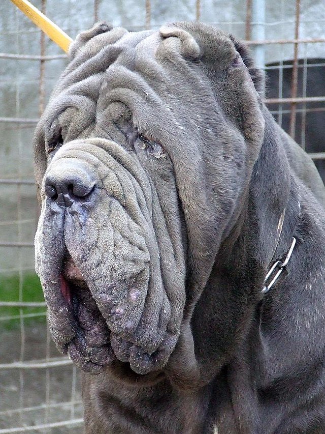 Neapolitan Mastiff Wikiwand