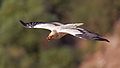 * Nomination Egyptian vulture in flight, bringing some food to its nest. --Artemy Voikhansky 20:29, 30 December 2016 (UTC) * Promotion Not bad for a flying one. Please add the location (category and/or geocode). --A.Savin 15:49, 31 December 2016 (UTC)  Done Added place name in English description and geotag in image info Artemy Voikhansky 21:26, 31 December 2016 (UTC) Nice work, very good shot! -- Slaunger 22:03, 31 December 2016 (UTC)  Comment Service: added Category:Gamla Nature reserve... --A.Savin 16:27, 1 January 2017 (UTC)