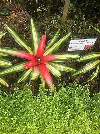 <i>Hylaeaicum eleutheropetalum</i> Species of flowering plant