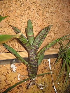 <i>Neoregelia pauciflora</i> Species of flowering plant