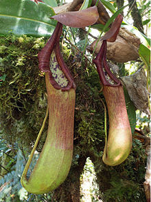 Donji vrčevi Nepenthes pantaronensis.jpg