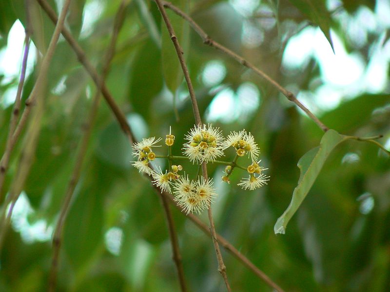 File:Neredu (Telugu- నేరేడు) (371546006).jpg