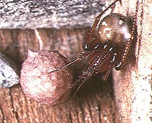 Nesticodes.rufipes.zenski.s.eggsac .-. Tanikawa.jpg