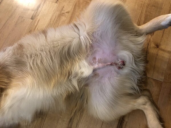 Closed castration incision on a male dog, taken 12 hours after surgery