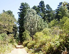 The Newlands Forest, with endangered indigenous Peninsula Granite Fynbos and large Silvertree in the background (in 2011). Newlands Forest - Endangered Granite Fynbos and Silvertree with Pine plantation in background.JPG