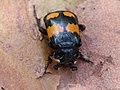 Nicrophorus vespilloides Herbst, 1783