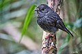 North Island Robin (51578702387).jpg