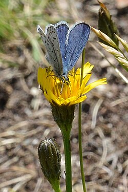 Blue (Polyommatinae)