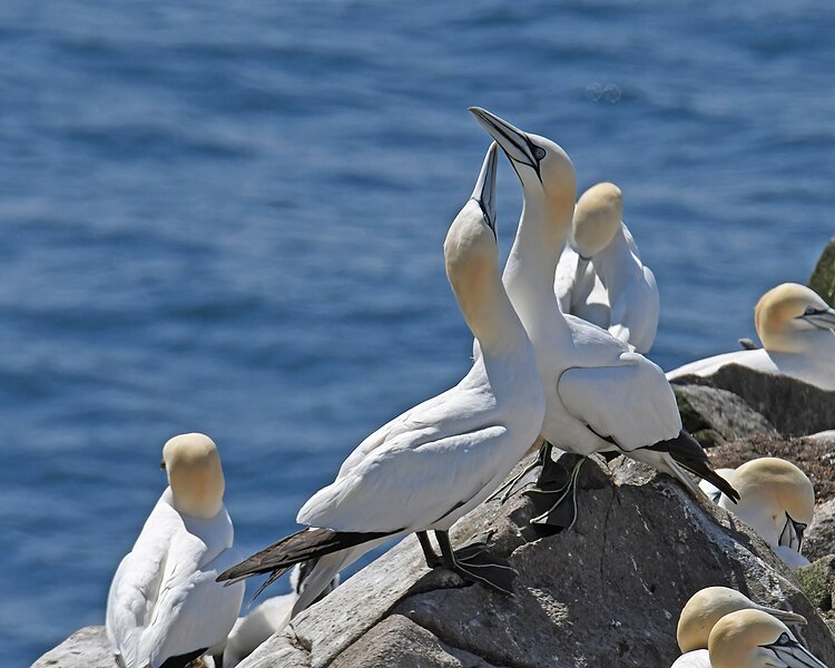 File:Northern gannet cape st. Mary's eco reserve 7.22.22 DSC 9038-DeNoiseAI-severe-noise.jpg