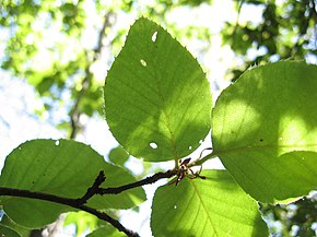 Описание изображения Nothofagus alessandri.jpg.