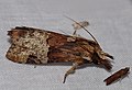 Notodontid Moth (Nystalea aequipars) (38650731136).jpg