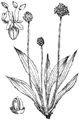 Plantago lanceolata Suličastolistni plate 284 in: Martin Cilenšek: Naše škodljive rastline Celovec (1892)