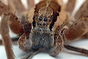Dolomedes minor by Bryce McQuillan