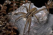 Dolomedes minor by Bryce McQuillan