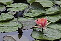 Nymphaea rosea