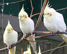 Amelanistic ("lutino") cockatiels retain their carotenoid-based red and yellow pigments. Nymphicus hollandicus2.jpg