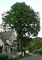 Čeština: Památný dub v Jetřichovicích, okres Děčín English: Oak (famous tree) in Jetřichovice Děčín District