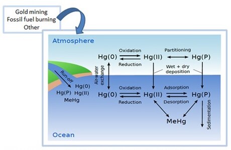 Marine mercury pollution