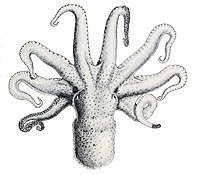 Octopus Bimaculatus